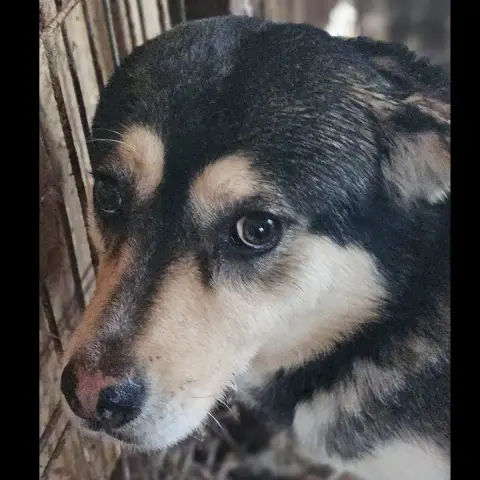 Django photo 2