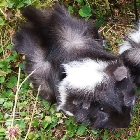Sweety