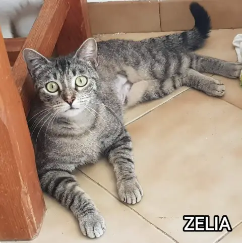 Zelia