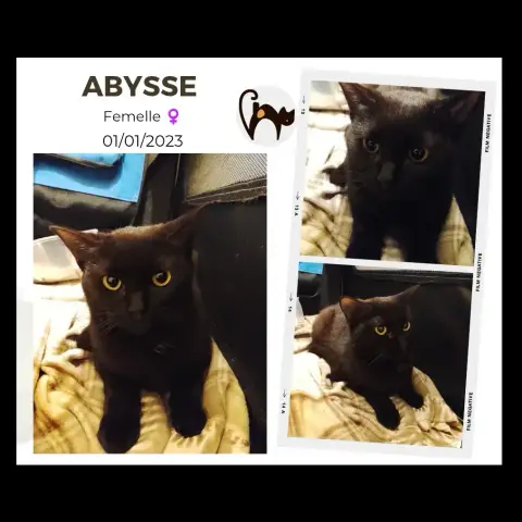 Abysse