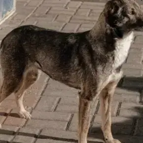 Niska