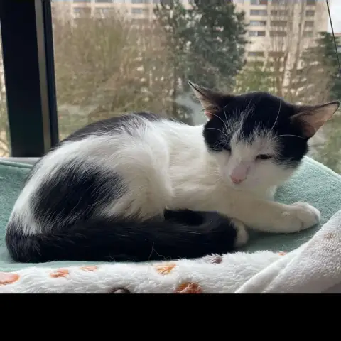 Evie