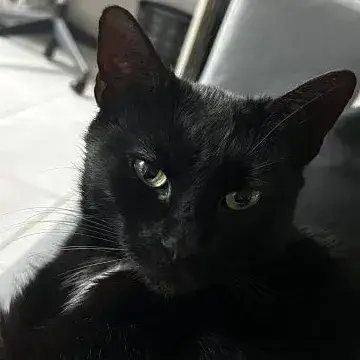 Fifille
