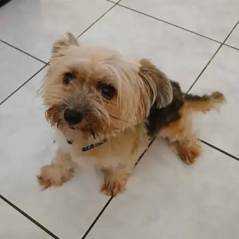 Adopter Louna