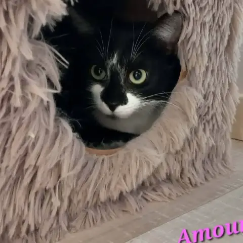 Amour