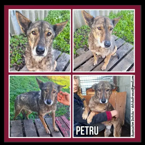 Petru