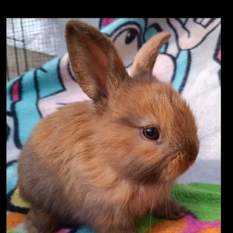 Carlos