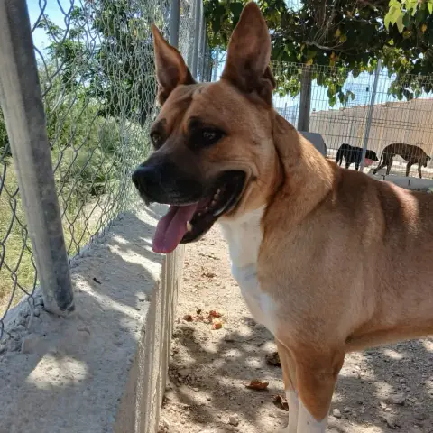 Tadeo