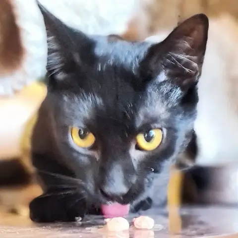 Barbapapa
