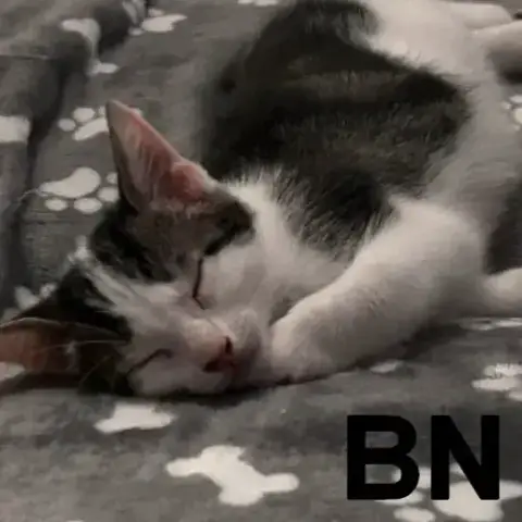 Bn
