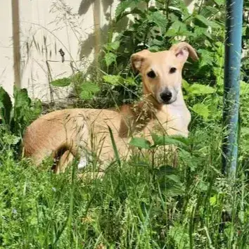 Lily photo 2