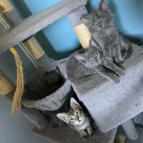 Chocotte photo 2
