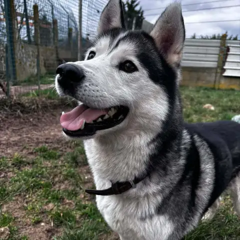 Pongo
