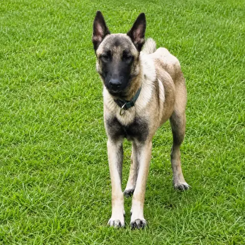 Zorro photo 2