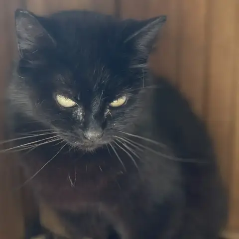 Bomba