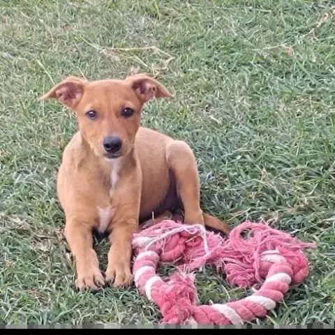 Lilou