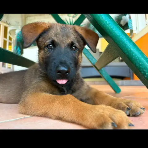Pako