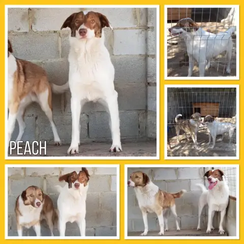 Peach