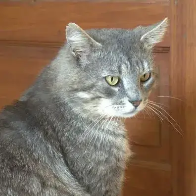 Georges