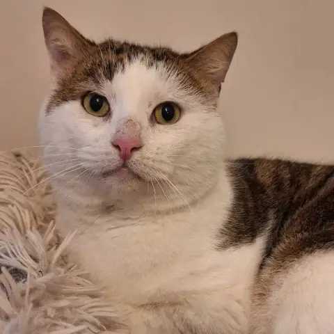 Felix