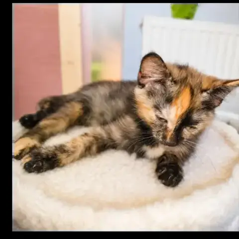 Zya