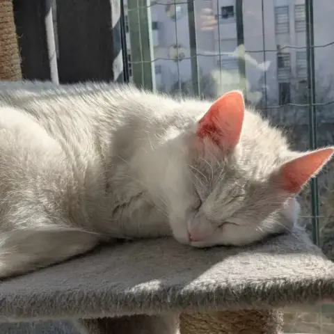 Mya
