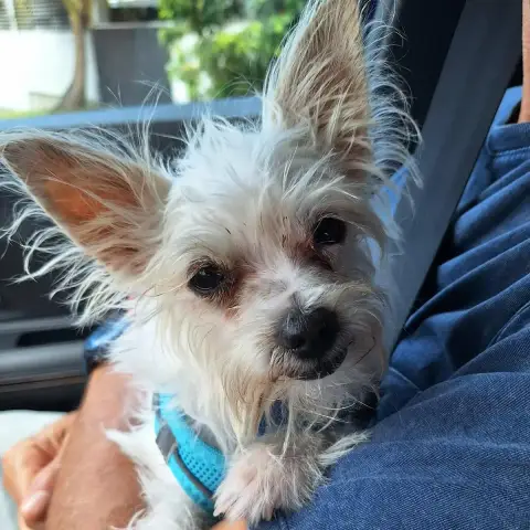 Molly photo 2