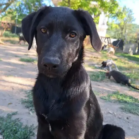 Anca