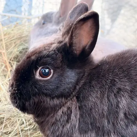 Pépita