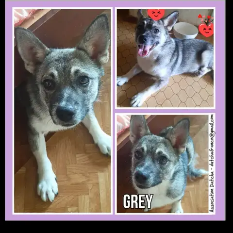 Grey