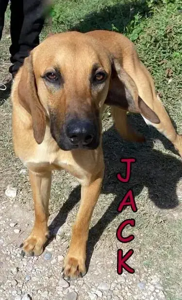 Jack