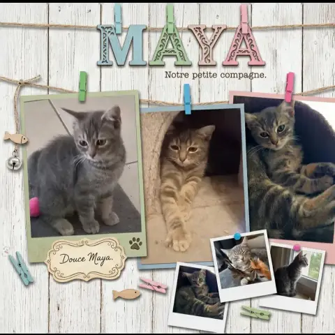 Maya