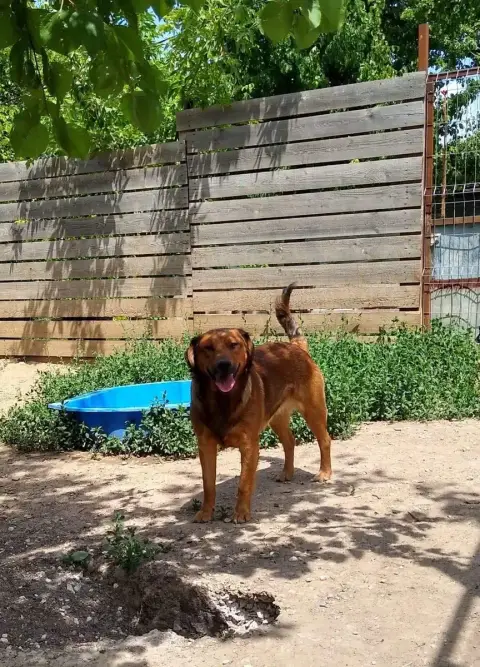 Carlos