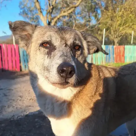 Kira