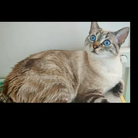 Milo photo 3
