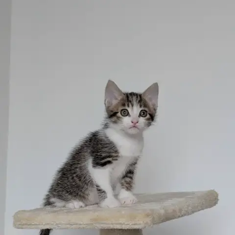 Bandit photo 3