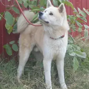Kaiko