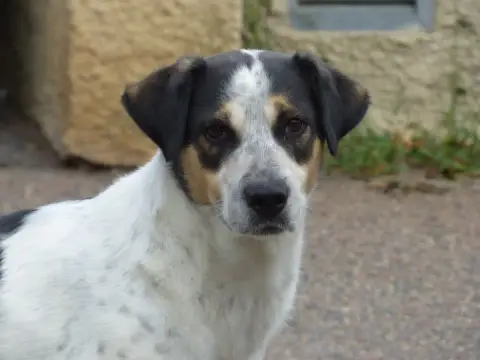 Lupo photo 3