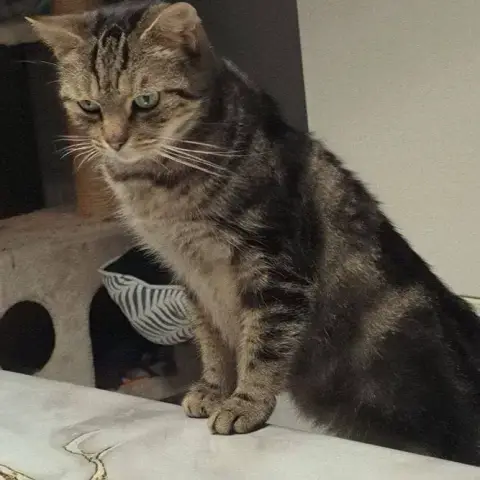 Viti
