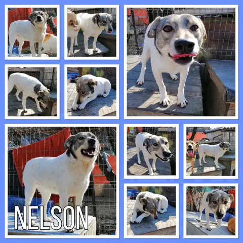 Nelson