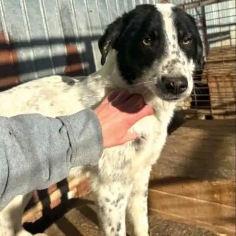 Pongo photo 3