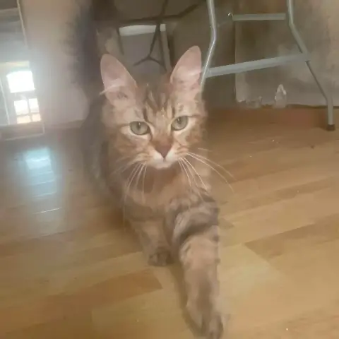 Diva