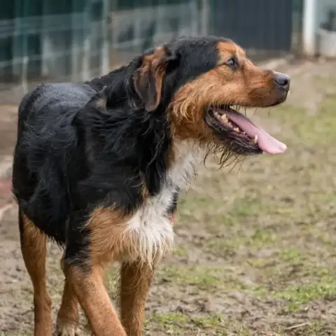 Cosmo