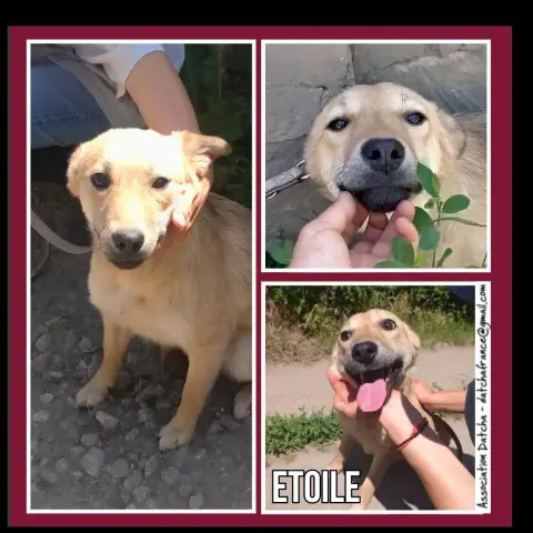 Etoile