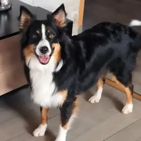 Taïga