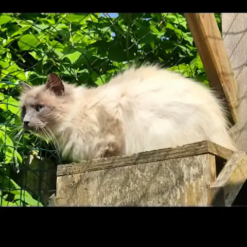 Bella photo 3