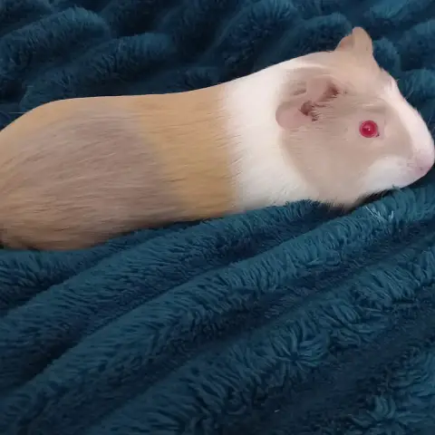 Gabriel