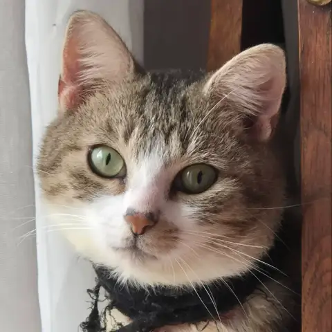 Feuilleté