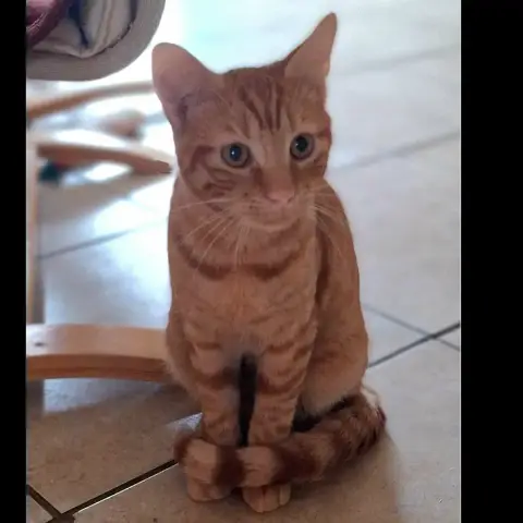 Tom