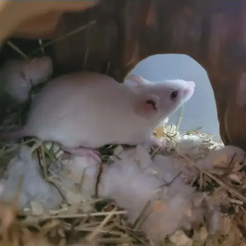 Souris